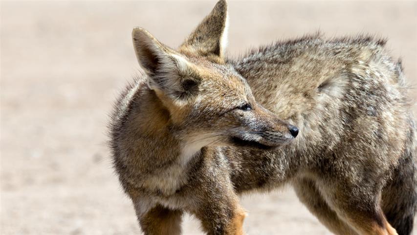 rencontre avec le renard gris